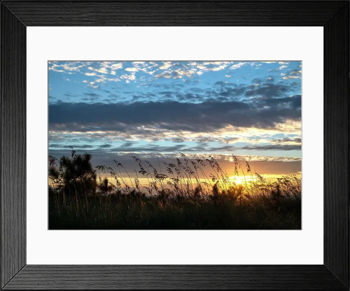 Framed Print : USA, South Carolina. Hilton Head Island, sand dune, sea qat grass silhouetted at sunrise Framed Print : USA, South Carolina. Hilton Head Island, sand dune, sea qat grass silhouetted at sunrise