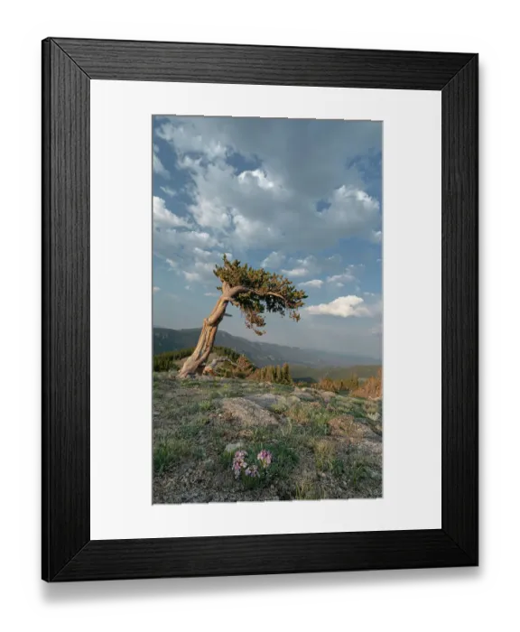 Framed Print : Alpine wildflowers and bristlecone pines, Mount Evans Wilderness Area, Colorado