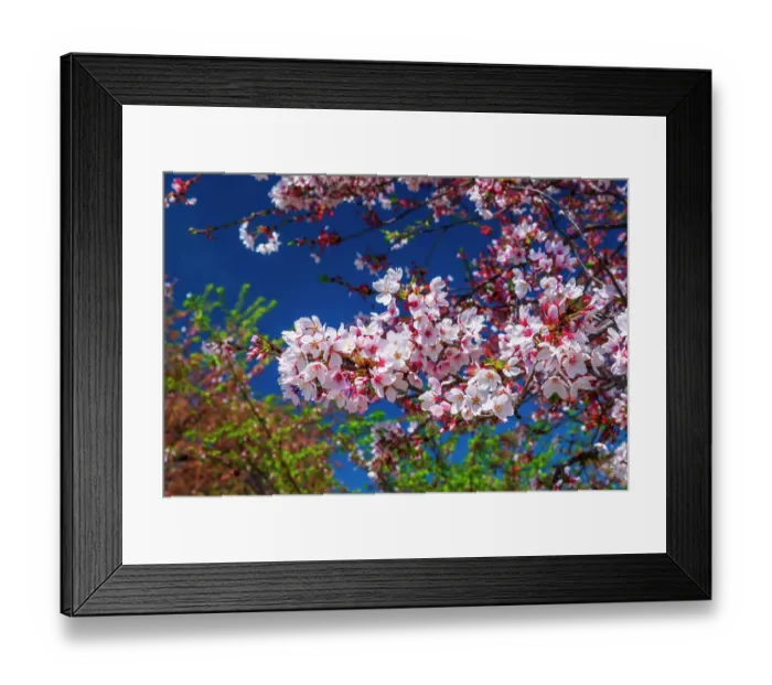 Framed Print : Cherry blossoms, Washington, D.C, USA Framed Print : Cherry blossoms, Washington, D.C, USA