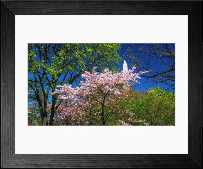 Framed Print : Cherry blossoms under the Washington Monument, Washington, D.C, USA Framed Print : Cherry blossoms under the Washington Monument, Washington, D.C, USA