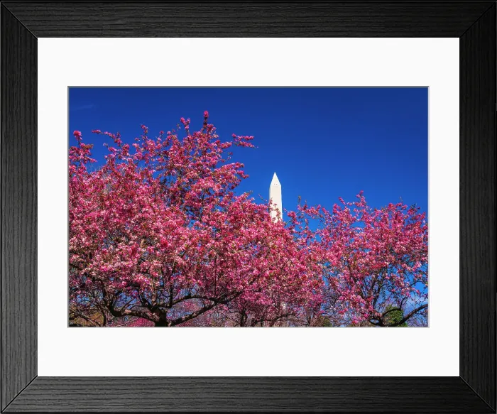 Framed Print : Cherry blossoms under the Washington Monument, Washington, D.C, USA Framed Print : Cherry blossoms under the Washington Monument, Washington, D.C, USA