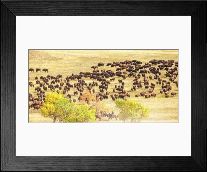 Framed Print : Custer State Park, South Dakota, USA. Annual buffalo roundup Framed Print : Custer State Park, South Dakota, USA. Annual buffalo roundup