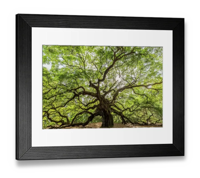 Framed Print : USA, South Carolina, Charleston. Scenic with the Angel Oak Tree. ©Jim Zuckerman / Jaynes Gallery / DanitaDelimont.com Framed Print : USA, South Carolina, Charleston. Scenic with the Angel Oak Tree. ©Jim Zuckerman / Jaynes Gallery / DanitaDelimont.com