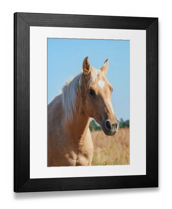 Framed Print : Palomino headshot