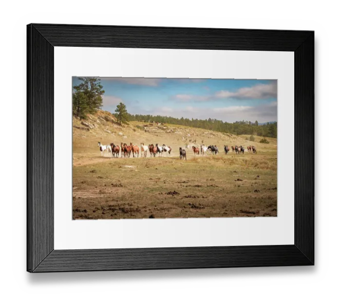 Framed Print : USA, South Dakota. Wild horses Framed Print : USA, South Dakota. Wild horses