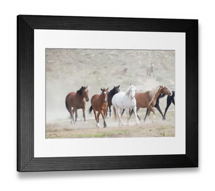 Framed Print : USA, South Dakota. Wild horses Framed Print : USA, South Dakota. Wild horses
