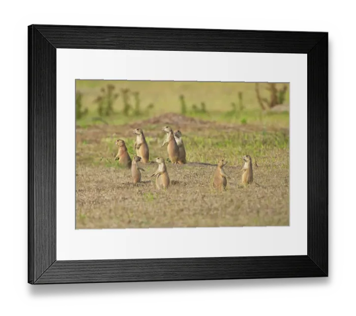 Framed Print : Several prairie dogs standing on alert in the grasslands of South Dakota