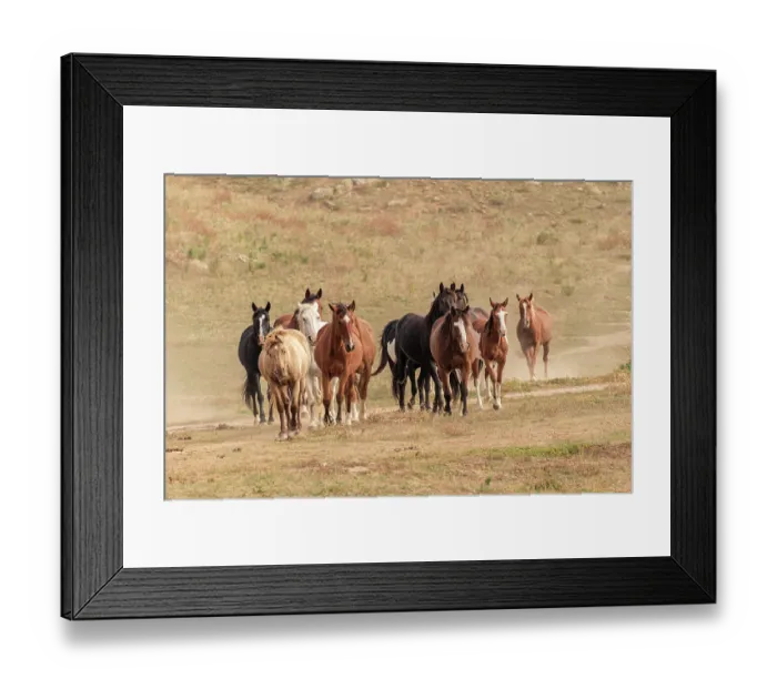 Framed Print : USA, South Dakota. Wild horses