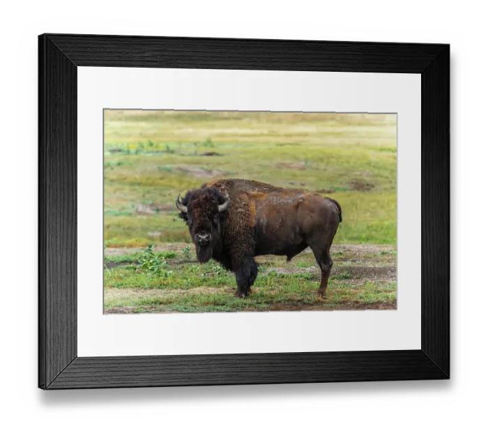 Framed Print : Large rugged bison staring at you from his prairie land