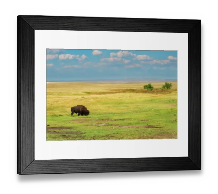 Framed Print : Lone bison is grazing on the green grass in the yellow grasslands of South Dakota