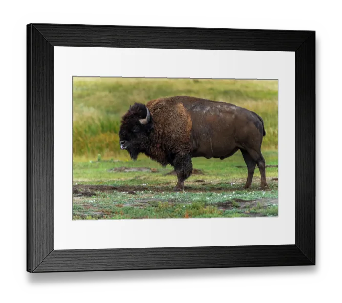 Framed Print : Lone bison, powerful to look at, is licking his mouth and nose after eating some grass Framed Print : Lone bison, powerful to look at, is licking his mouth and nose after eating some grass