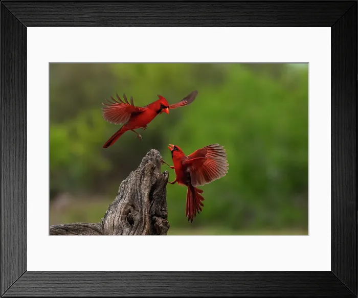 Framed Print : USA, Texas. Male cardinal birds and tree stump. ©Jim Zuckerman / Jaynes Gallery / DanitaDelimont.com Framed Print : USA, Texas. Male cardinal birds and tree stump. ©Jim Zuckerman / Jaynes Gallery / DanitaDelimont.com