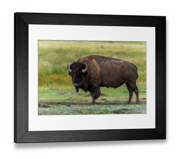 Framed Print : Lone bison, powerful to look at, is looking down before grazing Framed Print : Lone bison, powerful to look at, is looking down before grazing