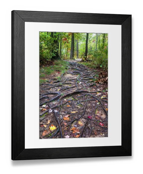 Framed Print : USA, Tennessee. Great Smoky Mountains path of tree roots and Fall leaves Framed Print : USA, Tennessee. Great Smoky Mountains path of tree roots and Fall leaves