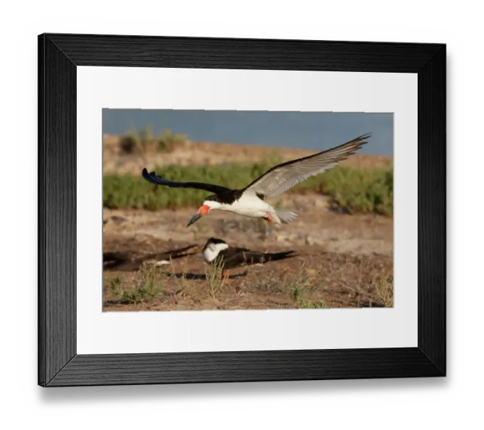Framed Print : Black skimmer landing Framed Print : Black skimmer landing