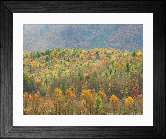 Framed Print : Fall-colored hillside in front of mountains, Great Smoky Mountains National Park, fall Framed Print : Fall-colored hillside in front of mountains, Great Smoky Mountains National Park, fall