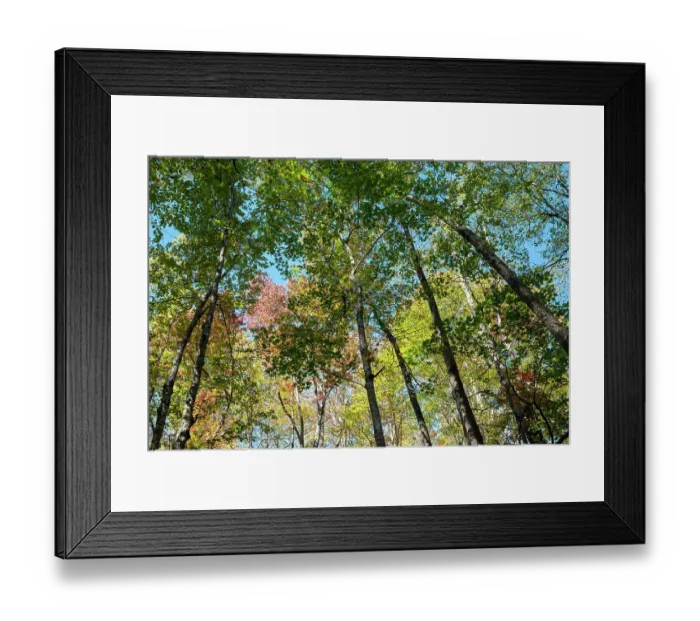 Framed Print : USA, Tennessee. Great Smoky Mountains Fall colors Framed Print : USA, Tennessee. Great Smoky Mountains Fall colors