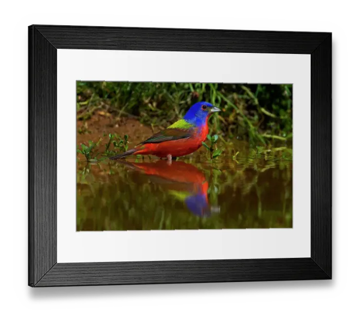 Framed Print : USA, Texas. Close-up of painted bunting bird in water. ©Jim Zuckerman / Jaynes Gallery / DanitaDelimont.com Framed Print : USA, Texas. Close-up of painted bunting bird in water. ©Jim Zuckerman / Jaynes Gallery / DanitaDelimont.com
