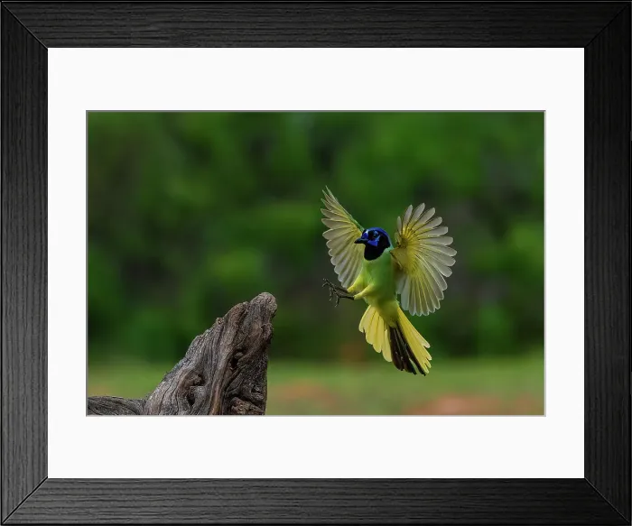 Framed Print : USA, Texas. Green jay landing on tree stump. ©Jim Zuckerman  /  Jaynes Gallery  /  DanitaDelimont.com