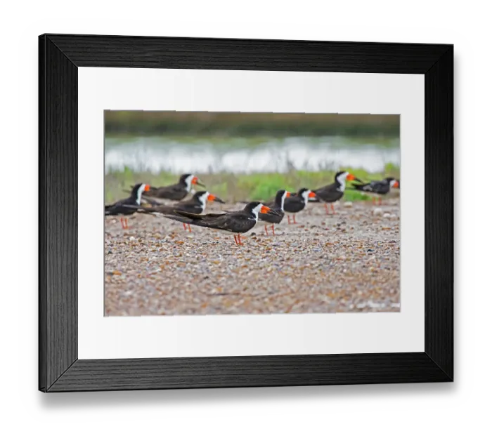Framed Print : Black skimmer adults at nest colony Framed Print : Black skimmer adults at nest colony