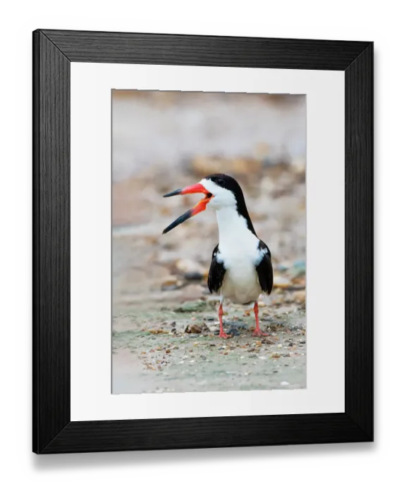 Framed Print : Black skimmer adult calling Framed Print : Black skimmer adult calling