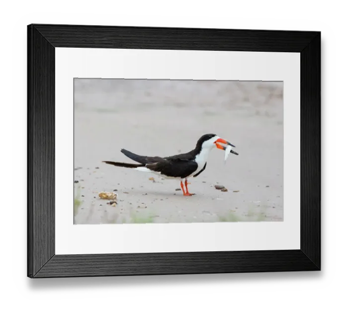 Framed Print : Black skimmer courtship behavior by bringing fish to mate Framed Print : Black skimmer courtship behavior by bringing fish to mate