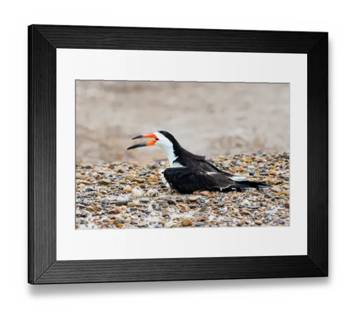 Framed Print : Black skimmer on nest Framed Print : Black skimmer on nest