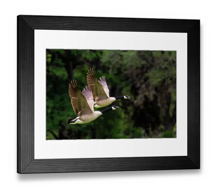 Framed Print : Canada goose takeoff Framed Print : Canada goose takeoff