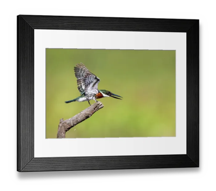 Framed Print : Green kingfisher landing Framed Print : Green kingfisher landing