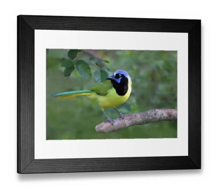 Framed Print : Green jay perched