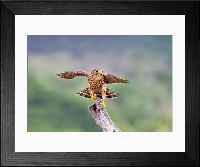 Framed Print : Merlin landing on stump