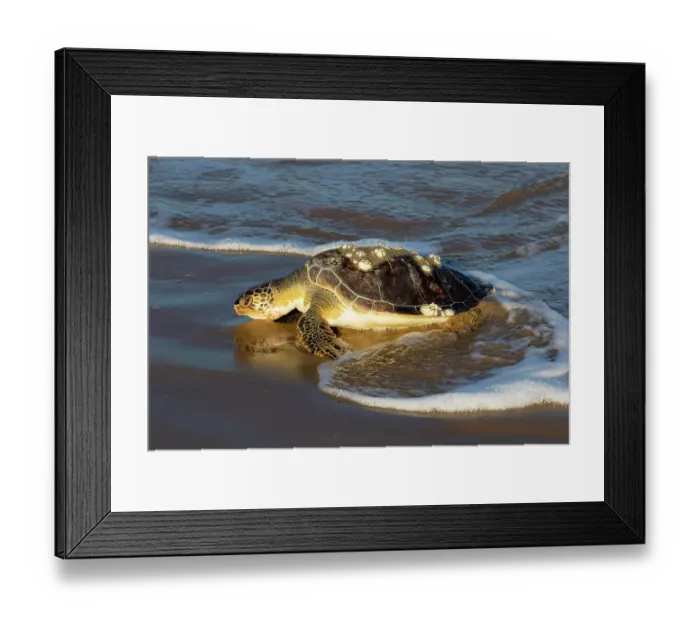 Framed Print : Green sea turtle on beach Framed Print : Green sea turtle on beach