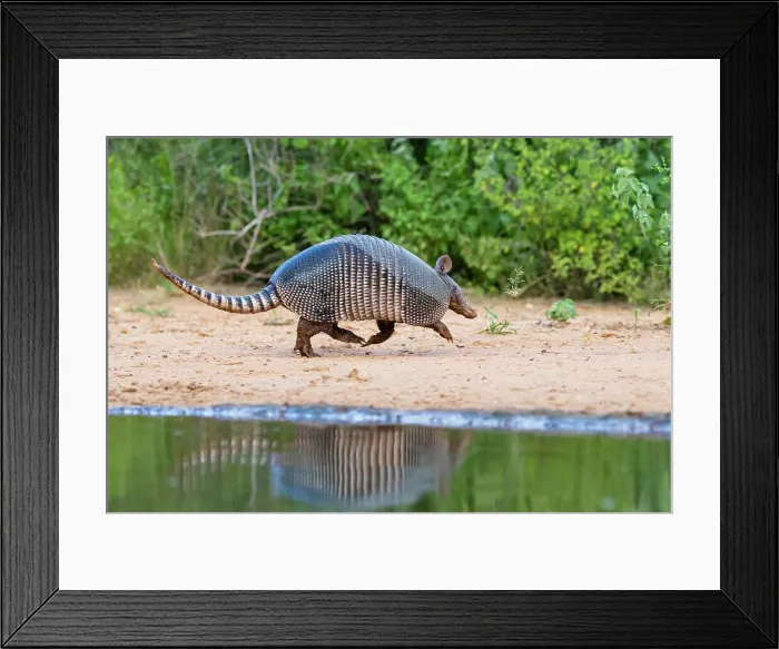 Framed Print : Nine-banded armadillo at pond Framed Print : Nine-banded armadillo at pond