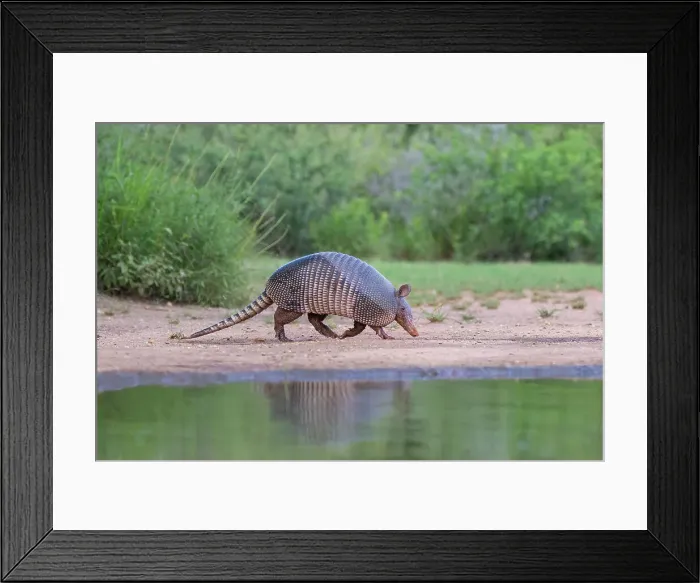 Framed Print : Nine-banded armadillo at pond Framed Print : Nine-banded armadillo at pond