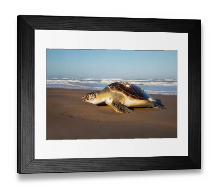 Framed Print : Green sea turtle on beach Framed Print : Green sea turtle on beach