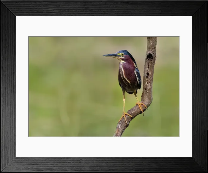 Framed Print : Green heron perched Framed Print : Green heron perched