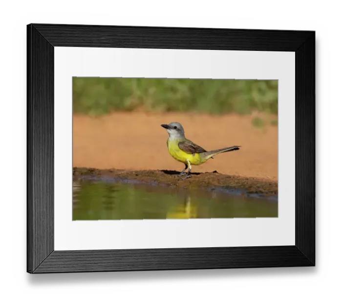 Framed Print : Couch's kingbird adult drinking at ranch pond Framed Print : Couch's kingbird adult drinking at ranch pond
