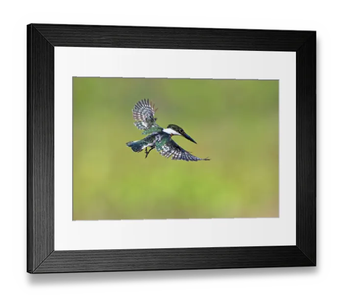 Framed Print : Green kingfisher male in flight