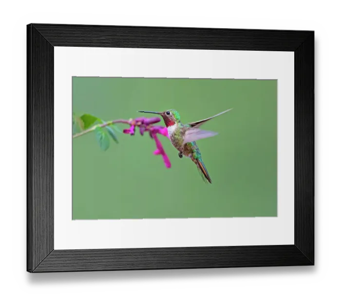 Framed Print : Broad-tailed hummingbird in flight Framed Print : Broad-tailed hummingbird in flight