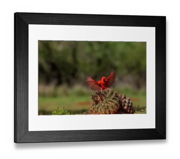 Framed Print : USA, Texas. Male cardinal bird landing on cactus. ©Jim Zuckerman / Jaynes Gallery / DanitaDelimont.com Framed Print : USA, Texas. Male cardinal bird landing on cactus. ©Jim Zuckerman / Jaynes Gallery / DanitaDelimont.com