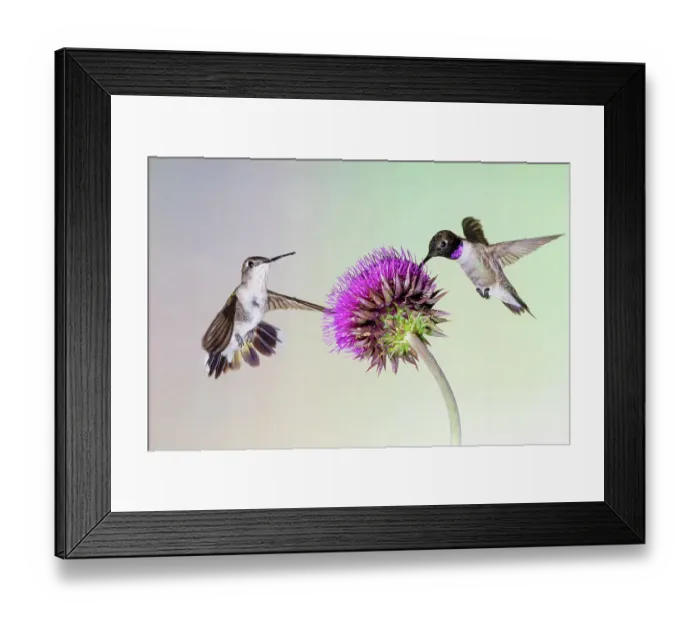 Framed Print : Black-chinned hummingbirds female and mature male feeding at bull thistle flowers Framed Print : Black-chinned hummingbirds female and mature male feeding at bull thistle flowers