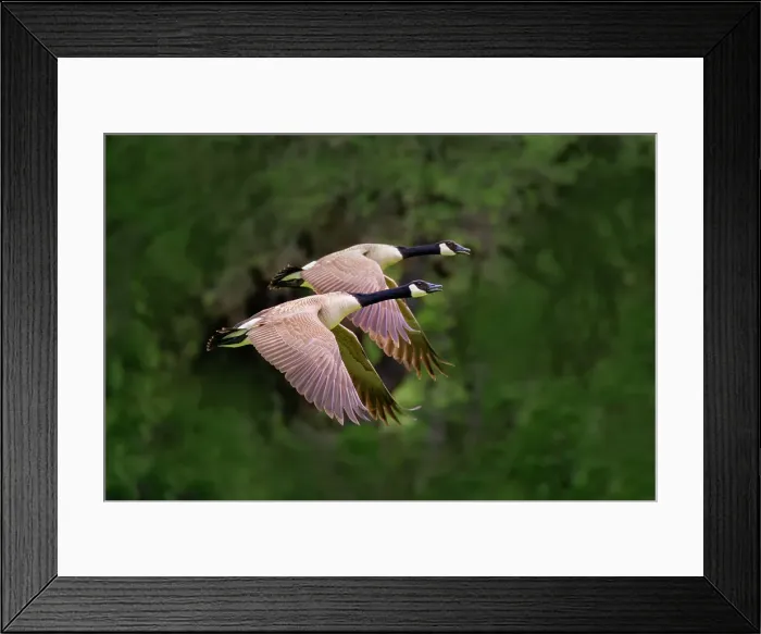 Framed Print : Canada goose pair in flight Framed Print : Canada goose pair in flight