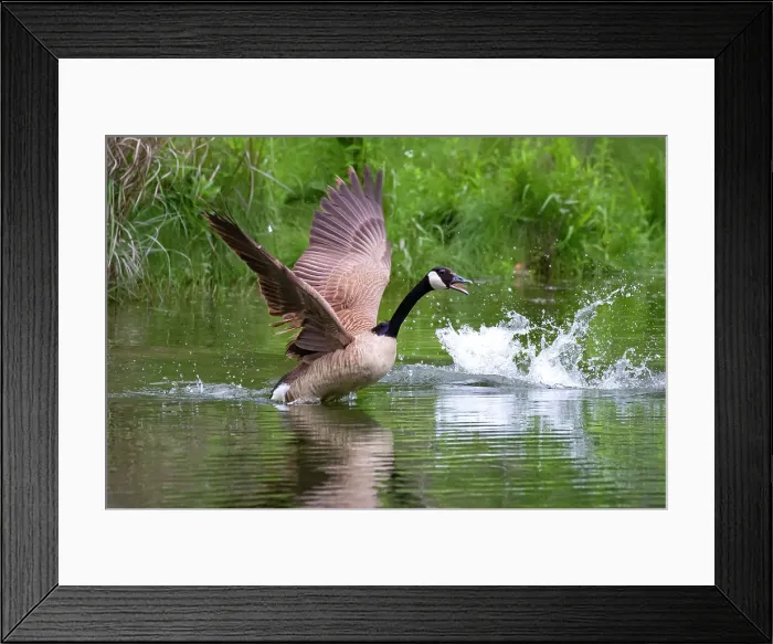 Framed Print : Canada goose at takeoff Framed Print : Canada goose at takeoff