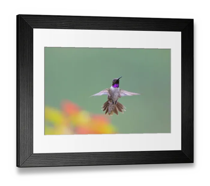 Framed Print : Black-chinned hummingbird male in flight Framed Print : Black-chinned hummingbird male in flight