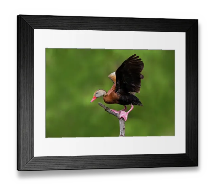 Framed Print : Black-bellied whistling duck landing Framed Print : Black-bellied whistling duck landing