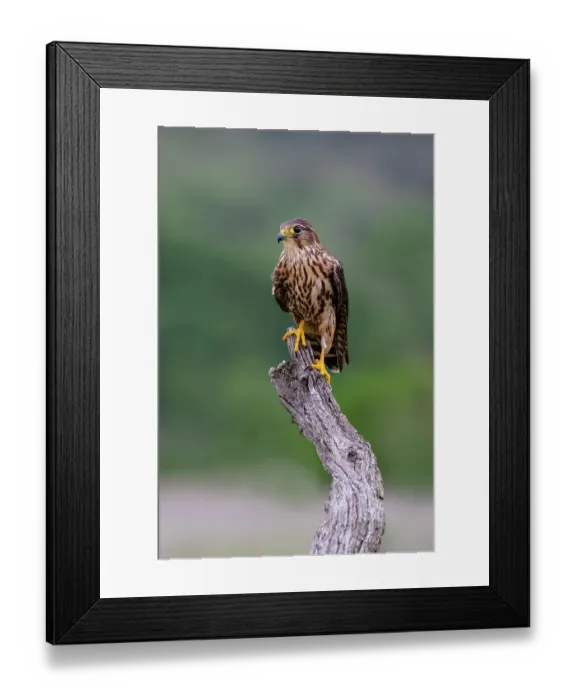 Framed Print : Merlin on stump perch