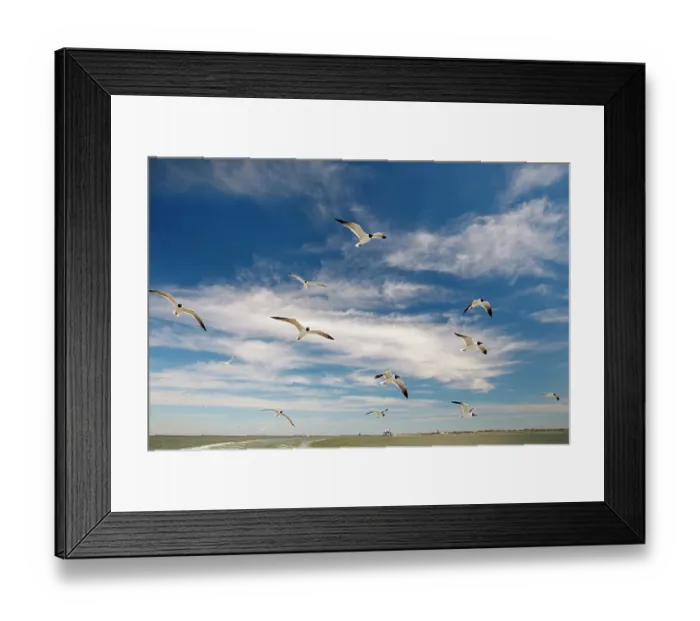 Framed Print : Laughing gull following the Bolivar Ferry, Galveston Island, Texas