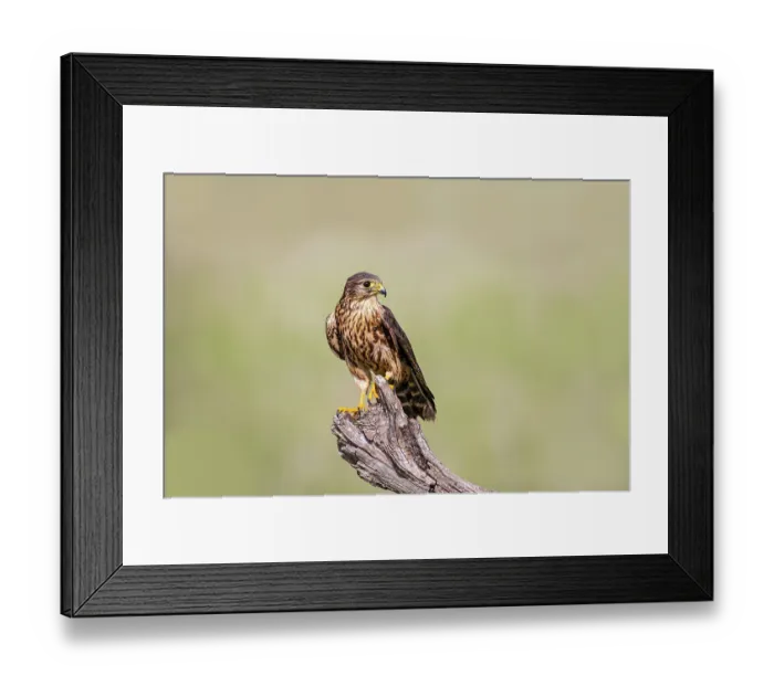 Framed Print : Merlin on stump perch Framed Print : Merlin on stump perch