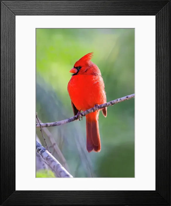 Framed Print : Northern cardinal male warming in sun Framed Print : Northern cardinal male warming in sun