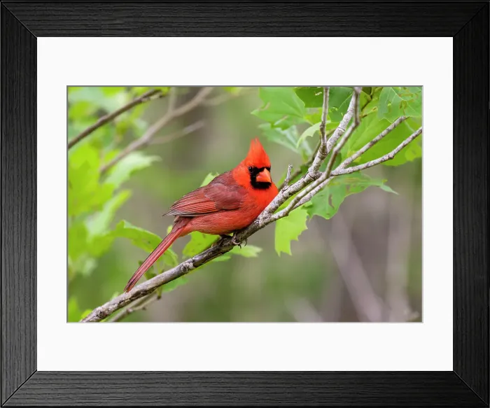 Framed Print : Northern cardinal male in Sycamore tree Framed Print : Northern cardinal male in Sycamore tree